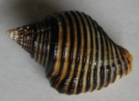 Pollia undosa  (Linnaeus, 1758)